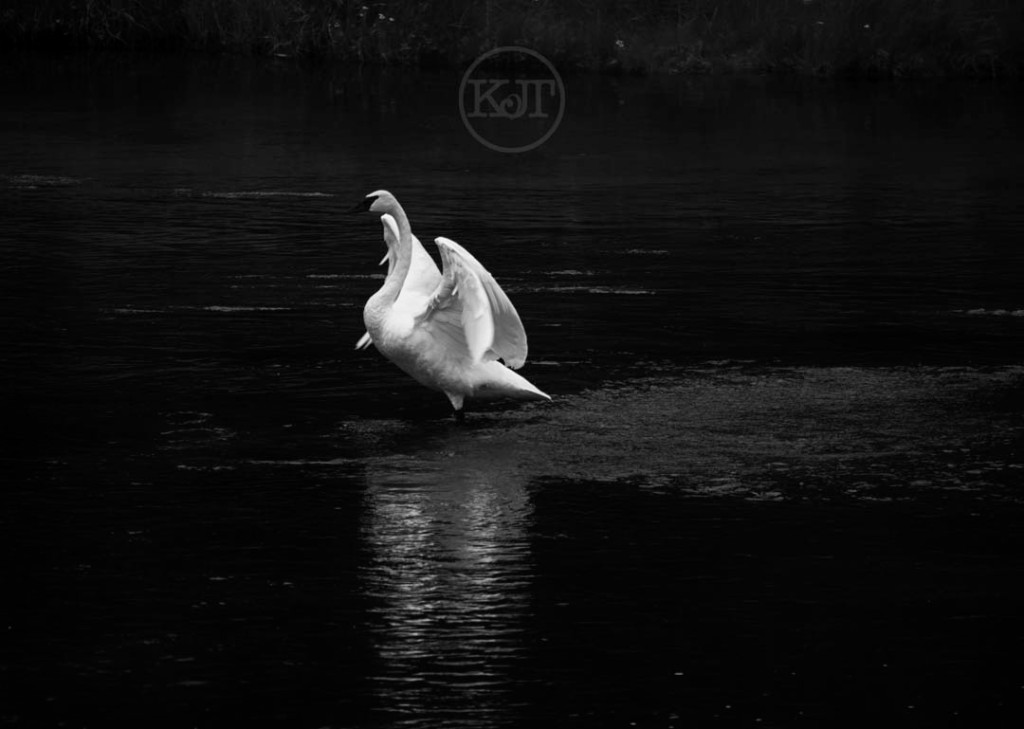 A Trumpeter Swan flapping it's wings.